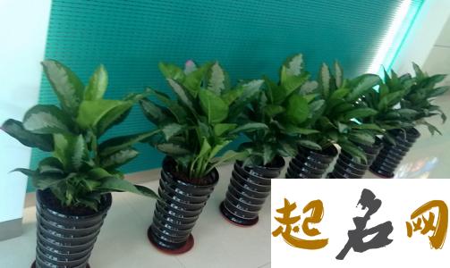 办公室风水植物注意事项 办公室花草摆放什么花