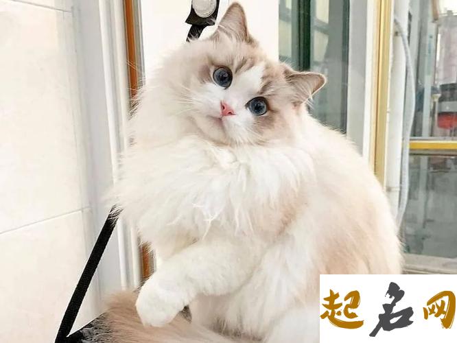 好听的宠物猫名字 女猫咪高贵洋气的名字