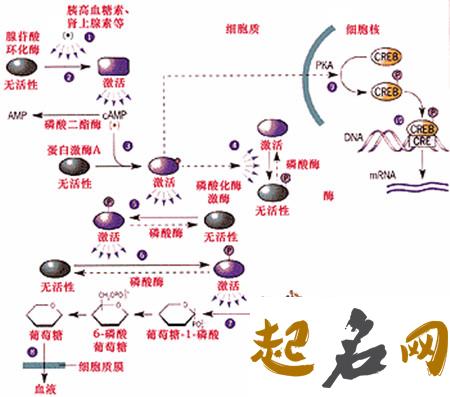 你的肾上腺素激增会是因为什么（图文） 肾上腺素激增表现