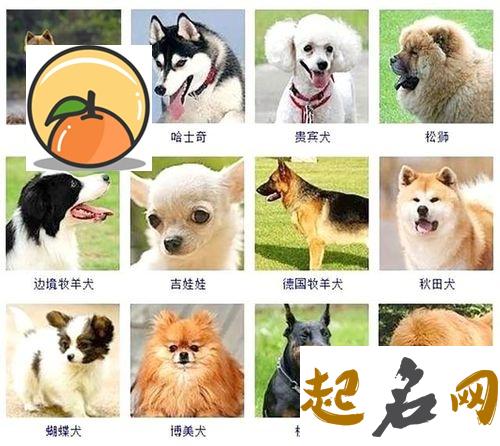 2020狗名大全创意新颖名字，名字要这样取才有新意 狗名字大全 顺口的