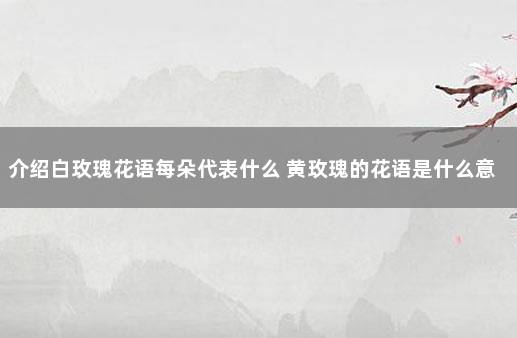 介绍白玫瑰花语每朵代表什么 黄玫瑰的花语是什么意思