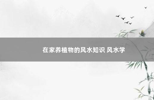 在家养植物的风水知识 风水学
