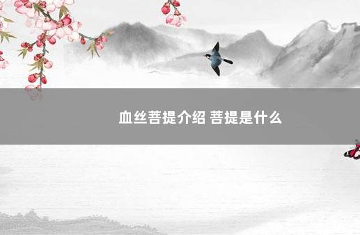 血丝菩提介绍 菩提是什么