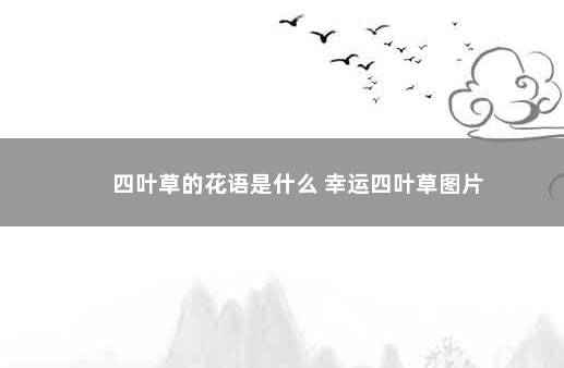 四叶草的花语是什么 幸运四叶草图片