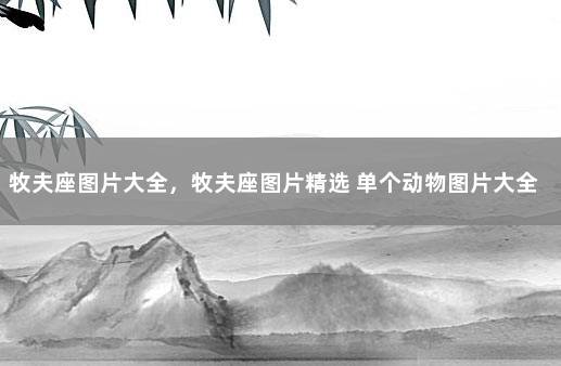 牧夫座图片大全，牧夫座图片精选 单个动物图片大全大图