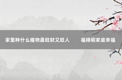 家里种什么植物最旺财又旺人 　　福禄桐家庭幸福