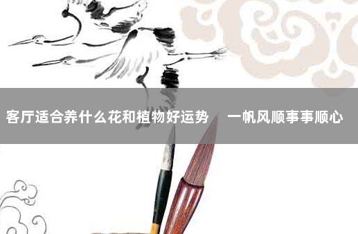 客厅适合养什么花和植物好运势 　一帆风顺事事顺心