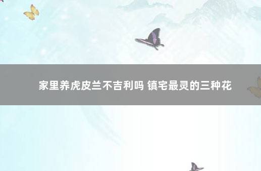 家里养虎皮兰不吉利吗 镇宅最灵的三种花